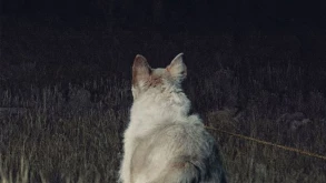 It Comes at Night trailer | Κάτι παραμονεύει στο σκοτάδι