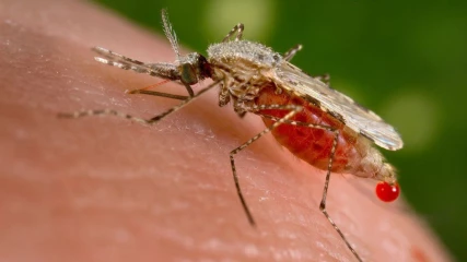 Πρόληψη κρουσμάτων ελονοσίας μέσω δορυφόρων