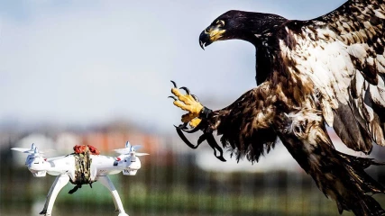 Η Ολλανδική αστυνομία αποσύρει τους αετούς που πιάνουν drones