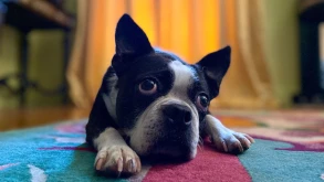 Το portrait mode του iPhone 11 θα αναγνωρίζει κατοικίδια και αντικείμενα