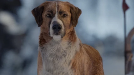 Στο ‘The Call of the Wild’ ένας σκύλος εξερευνά την Αλάσκα γεμάτος όρεξη για περιπέτεια (ΒΙΝΤΕΟ)  
