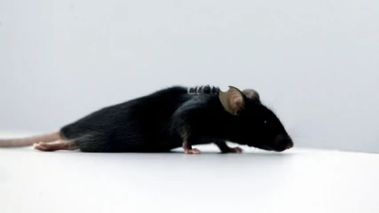 Γερμανοί ερευνητές κάνουν παράλυτα ποντίκια να περπατήσουν ξανά