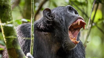 Χιμπατζήδες καταγράφονται να σκοτώνουν γορίλες για πρώτη φορά