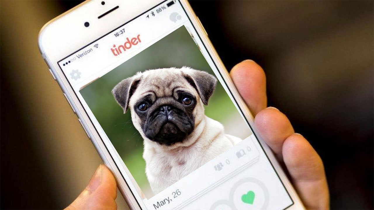 Κατοικίδια αναζητούν ιδιοκτήτες...στο Tinder