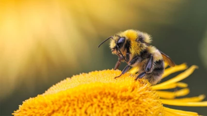 Η αγροτική δραστηριότητα σκοτώνει περισσότερες μέλισσες από όσες υπολογίζαμε