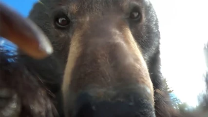 Αρκούδα βρήκε GoPro, την άνοιξε και τράβηξε video τον εαυτό της (ΒΙΝΤΕΟ)