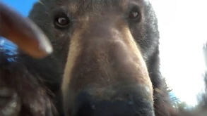 Αρκούδα βρήκε GoPro, την άνοιξε και τράβηξε video τον εαυτό της (ΒΙΝΤΕΟ)