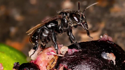 Οι πτωματοφάγες μέλισσες είναι βγαλμένες από ταινία τρόμου (ΕΙΚΟΝΕΣ)