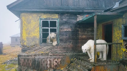 Πολικές αρκούδες έκαναν «κατάληψη» σε εγκαταλελειμμένο σπίτι (ΕΙΚΟΝΕΣ + ΒΙΝΤΕΟ)