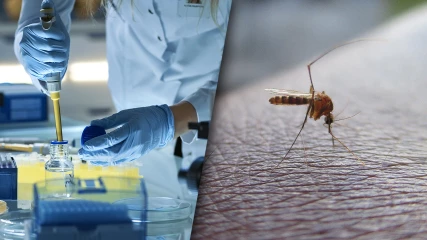Γενετικά τροποποιημένα κουνούπια μπορεί να ελευθερωθούν στην Καλιφόρνια εντός του 2022