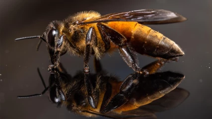 Οι μέλισσες δεν μπορούν να πετάξουν πάνω από καθρέφτη