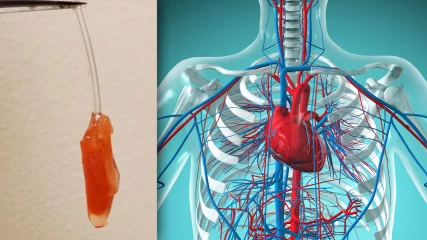 Επιστήμονες κατασκεύασαν μια μίνι βιοτεχνητή ανθρώπινη καρδιά (ΦΩΤΟ)