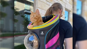 Το Stray έχει ίσως τα πιο ιδιαίτερα συλλεκτικά αντικείμενα παιχνιδιού για φέτος