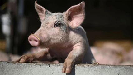 Επιστήμονες αναβίωσαν όργανα από νεκρά γουρούνια