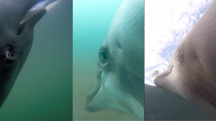 Κάμερες σε δελφίνια που ψάχνουν για νάρκες προσφέρουν εντυπωσιακά πλάνα (ΒΙΝΤΕΟ)
