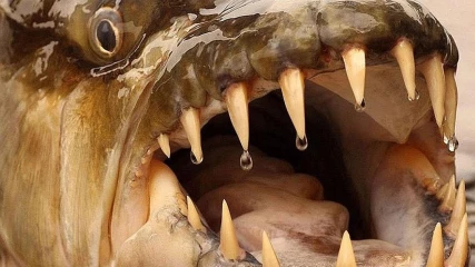 Απολίθωμα ψαριού δείχνει πως τα δόντια δεν εξελίχθηκαν τελικά μέσα από το στόμα