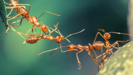 Εκπληκτικό βίντεο δείχνει μυρμήγκια να χρησιμοποιούν εργαλεία για να χτίσουν γέφυρα
