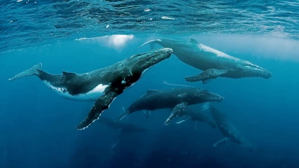 Φάλαινες καταγράφηκαν να τραγουδούν το ίδιο τραγούδι σε απόσταση 14.000 χιλιομέτρων