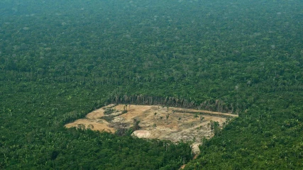 Ο Αμαζόνιος δεν είναι το μόνο δάσος που καταστρέφει μαζικά ο άνθρωπος