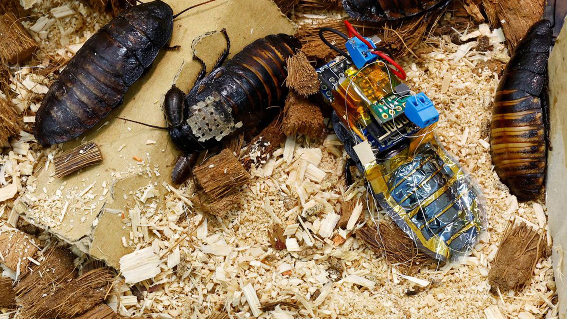 Cyborg κατσαρίδες μπορούν να σώζουν ζωές στο μέλλον