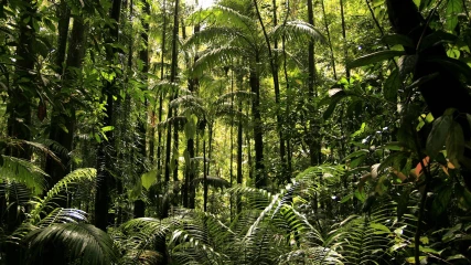 Τα δάση γίνονται μεγαλύτερα και μεγαλώνουν γρηγορότερα λόγω της κλιματικής αλλαγής