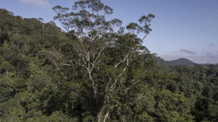 Αυτό είναι το ψηλότερο δέντρο του Αμαζονίου (ΕΙΚΟΝΕΣ)