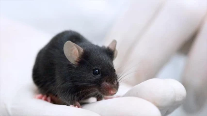 Επαναστατική θεραπεία επανέφερε τη όραση σε τυφλά ποντίκια