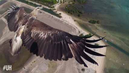 Αετός καταρρίπτει drone