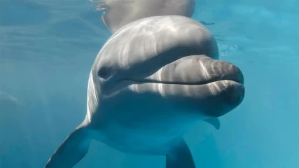 Ο πόλεμος Ρωσίας-Ουκρανίας σκοτώνει τα δελφίνια
