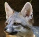 GrayFox